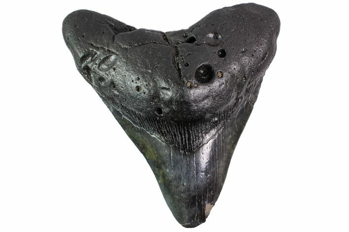 Bargain, Fossil Megalodon Tooth - Georgia #151564